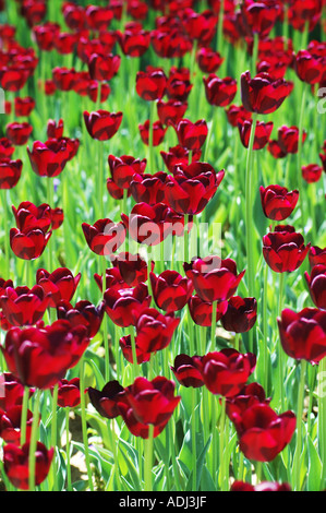 roter Burgunder dunkle Tulpen auf grünem Hintergrund Schaugarten Stockfoto