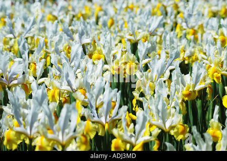 weiße gelbe Iris Pseudocorum im Schaugarten Stockfoto