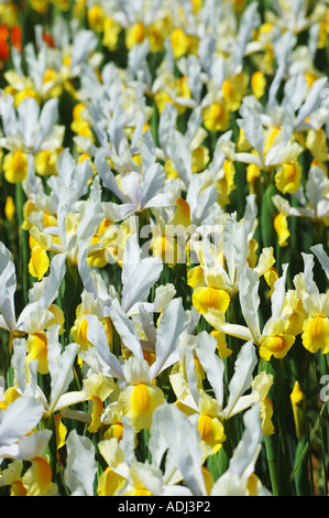 weiße gelbe Iris Pseudocorum im Schaugarten Stockfoto