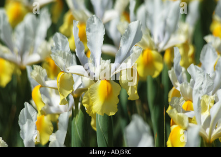 weiße gelbe Iris Pseudocorum im Schaugarten Stockfoto