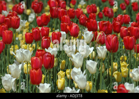 Mischung aus weiß gelb rot violette Tulpen in einem Schaugarten Stockfoto