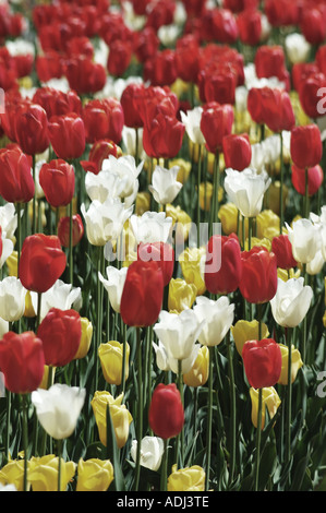 Mischung aus weiß gelb rot violette Tulpen in einem Schaugarten Stockfoto