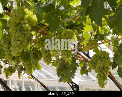 Trauben wachsen in der restaurierten viktorianischen Vinerey-Café-Restaurant im Helmsley North Yorkshire Stockfoto