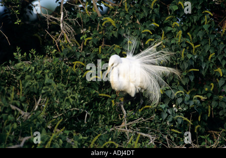 Großer Reiher Ardea Alba adult Diplaying High Island Texas USA Mai 2001 Stockfoto