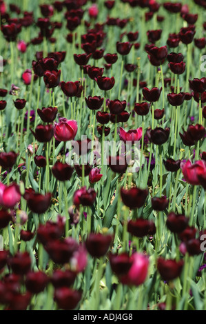 dunkel rot violette Tulpen in einem Schaugarten Stockfoto