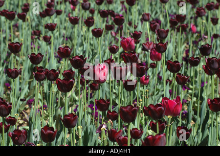 dunkel rot violette Tulpen in einem Schaugarten Stockfoto