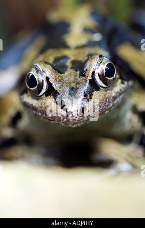 Rana Temporaria. Gemeinsamer Garten Frosch-Kopf Stockfoto