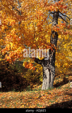 Ahornbaum im Herbst oder im Herbst Laub neben Bach mit vielen gefallenen Blätter drumherum New Brunswick, Kanada Stockfoto