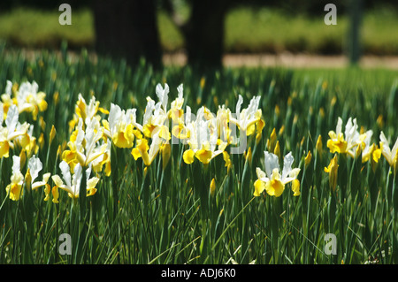 weiße gelbe Iris Pseudocorum im Schaugarten Stockfoto