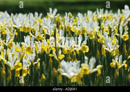 weiße gelbe Iris Pseudocorum im Schaugarten Stockfoto