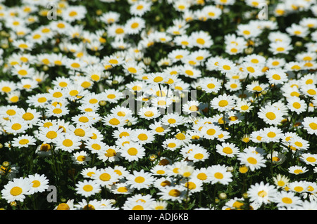 Bereich der Gänseblümchen im Schaugarten Stockfoto