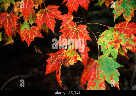 Ahornblätter im Herbst gegen dunklen tiefen schwarzen Hintergrund New Brunswick, Kanada Stockfoto
