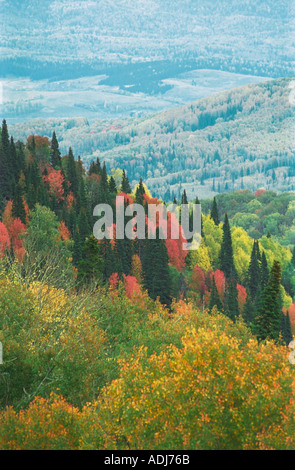 Herbstliche Taiga Altai Russland Stockfoto