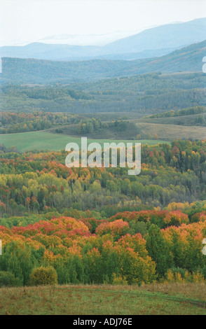 Herbstliche Taiga Altai Russland Stockfoto