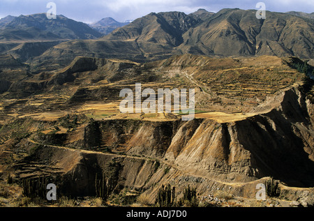 In der Nähe von Maca, Dept in Arequipa, Peru. Verfolgen Sie Verknüpfung Inca und Prä-Inka Terrassierung in den Colca Canyon. Stockfoto