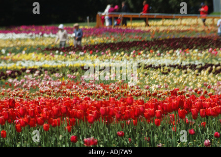 Gemischte Farbe Feld mit Menschen Stockfoto