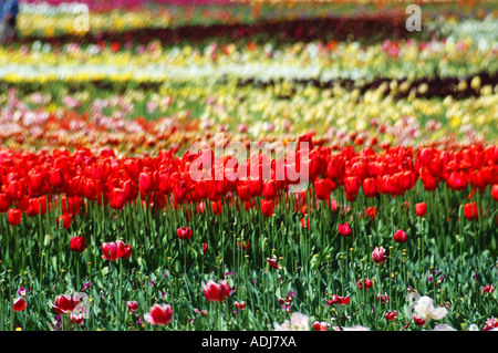 Bereich der Gemischte Farbe Stockfoto