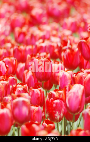 Rote Tulpen Stockfoto