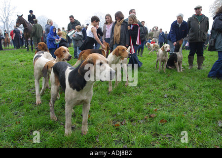 Fuchs-Jagd-Hunde mix mit Jagd-Fans bei einer Fuchsjagd in den Mendip Hills von Somerset England Stockfoto