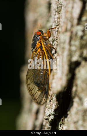 ILLINOIS Riverwoods 17 Jahr periodische Zikade auf Stamm der Eiche Rot Augen durchscheinende Flügeln Stockfoto
