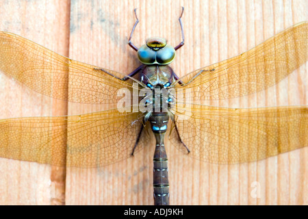 Aeshna Grandis. Braun Hawker Libelle ruht auf einem hölzernen Gartenhaus Tür Stockfoto