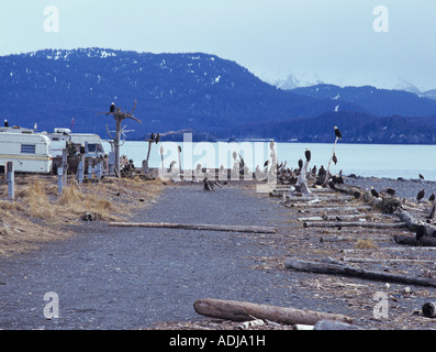 Weißkopfseeadler Haliaeetus Leucocephalus Homerspit mit Adler Adler Lady Homer Alaska USA März 2000 Stockfoto