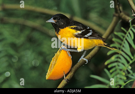 Baltimore Oriole Ikterus Galbula Männchen ernähren sich von orange South Padre Island Texas USA Mai 2005 Stockfoto