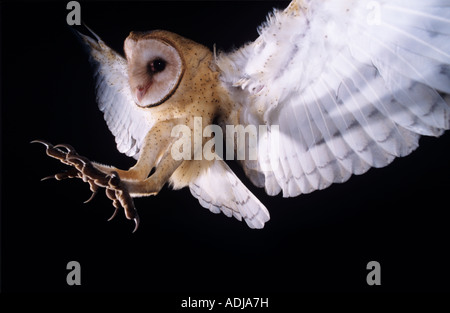 Schleiereule Tyto Alba Erwachsenen während des Fluges Lake Corpus Christi Texas USA Juni 2003 Stockfoto