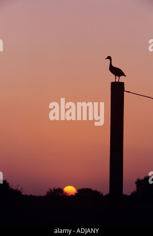 Schwarzbäuchigen Pfeifen-Ente Dendrocygna Autumnalis Erwachsenen bei Sonnenuntergang am Tor post Schweißer Wildlife Refuge Sinton Texas USA Stockfoto