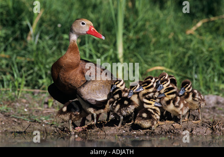 Schwarzbäuchigen Pfeifen-Ente Dendrocygna Autumnalis Weibchen mit jungen Lake Corpus Christi Texas USA Juni 2003 Stockfoto