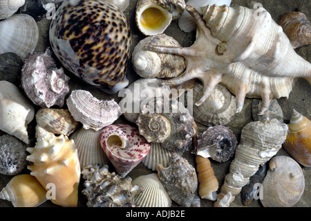 VERSCHIEDENE SHELLS WIE EIN STILLLEBEN Stockfoto