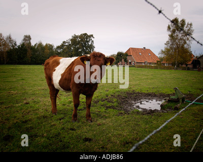 Lakenvelder verbaut Kuh auf einer Wiese in der Nähe von einem Bauernhof Ruurlo Niederlande Stockfoto