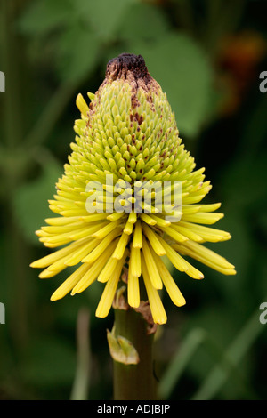 Gelbe Kniphofia blüht im Sommer Stockfoto