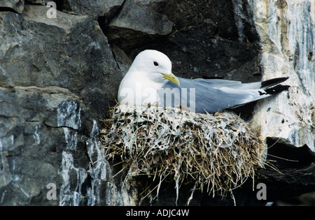 Schwarz-legged Kittiwake Rissa Tridactyla Dult am nest Ekkeroy Norwegen Juni 2001 Stockfoto