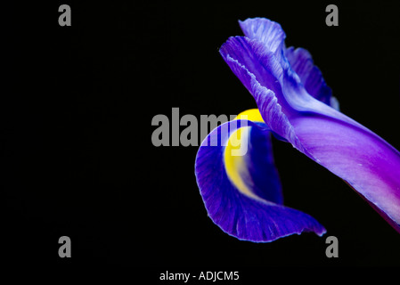 Iris X Hollandica "Blue Magic". Holländische Iris. Fleur de Lis 'Blue Magic' Blume Blütenblatt vor schwarzem Hintergrund Stockfoto