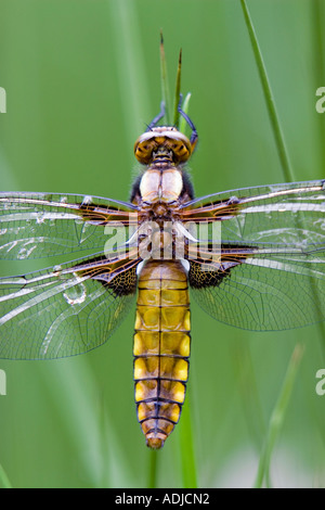 Libellula Depressa. Weibliche breit-bodied Chaser Libelle auf Sumpfgras. Oxfordshire, England Stockfoto