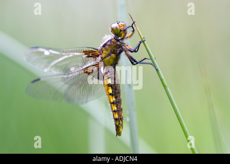 Libellula Depressa. Weibliche breit-bodied Chaser Libelle auf Sumpfgras. Oxfordshire, England Stockfoto