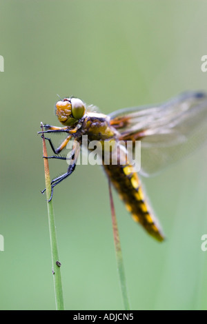 Libellula Depressa. Weibliche breit-bodied Chaser Libelle auf Sumpfgras. Oxfordshire, England Stockfoto