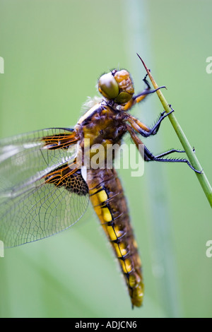 Libellula Depressa. Weibliche breit-bodied Chaser Libelle auf Sumpfgras. Oxfordshire, England Stockfoto