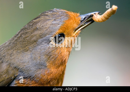 Robin mit Mehlwürmer im Schnabel Stockfoto