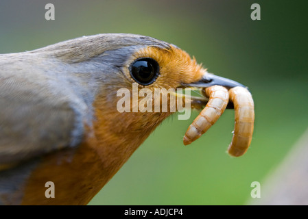 Robin mit Mehlwürmer im Schnabel Stockfoto