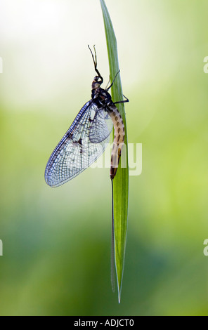 Ephemera Vulgata. Eintagsfliege auf Rasen Stockfoto