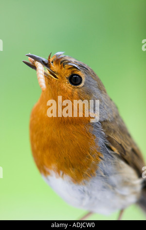 Robin-Porträt mit Mehlwurm Nahaufnahme Stockfoto