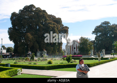 Die Tule Baum Santa Maria Del Tule Oaxaca Mexico Stockfoto