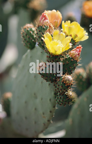 Stachelige Birne Kaktus in Blüte, Nahaufnahme Stockfoto