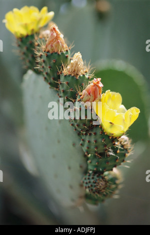 Stachelige Birne Kaktus in Blüte, Nahaufnahme Stockfoto