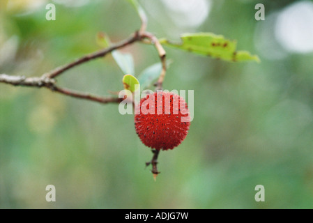 Arbutus Beere auf Baum, Nahaufnahme Stockfoto