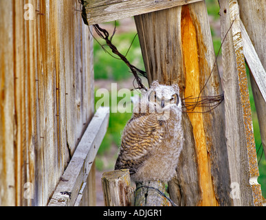 Große gehörnte Eule junge in der Nähe von Stall Sommer Lake State Wildlife Refuge Oregon Stockfoto