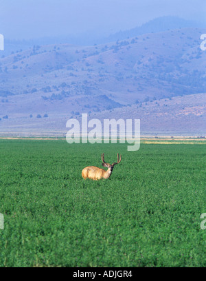 Buck Reh im Bereich der Luzerne in der Nähe von Paisley Oregon Stockfoto