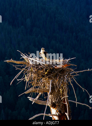 Fischadler im Nest des toten Baum Quake See Montana Stockfoto
